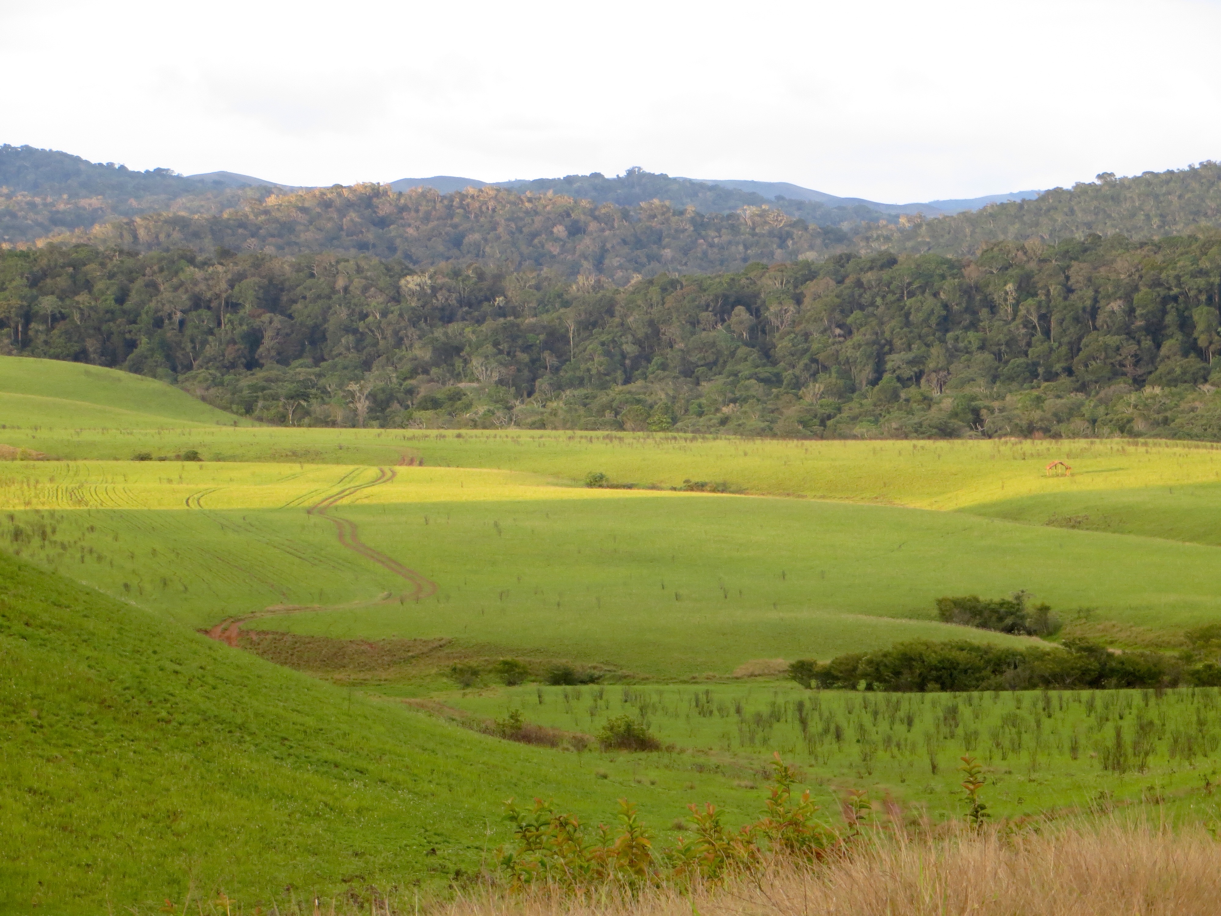 Paysage forestier de Bemanevika